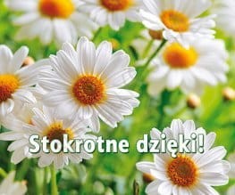 Stokrotne dzięki! Perełka 263